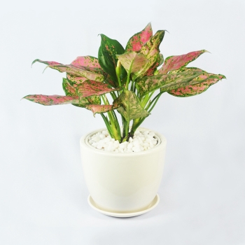 Cây vạn lộc đỏ